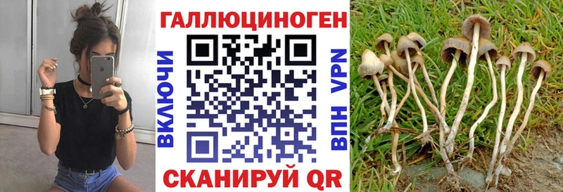 дарнет шоп  Инза  Галлюциногенные грибы Psilocybe 